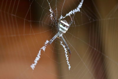 Close-up of spider on web