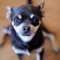 Close-up portrait of puppy