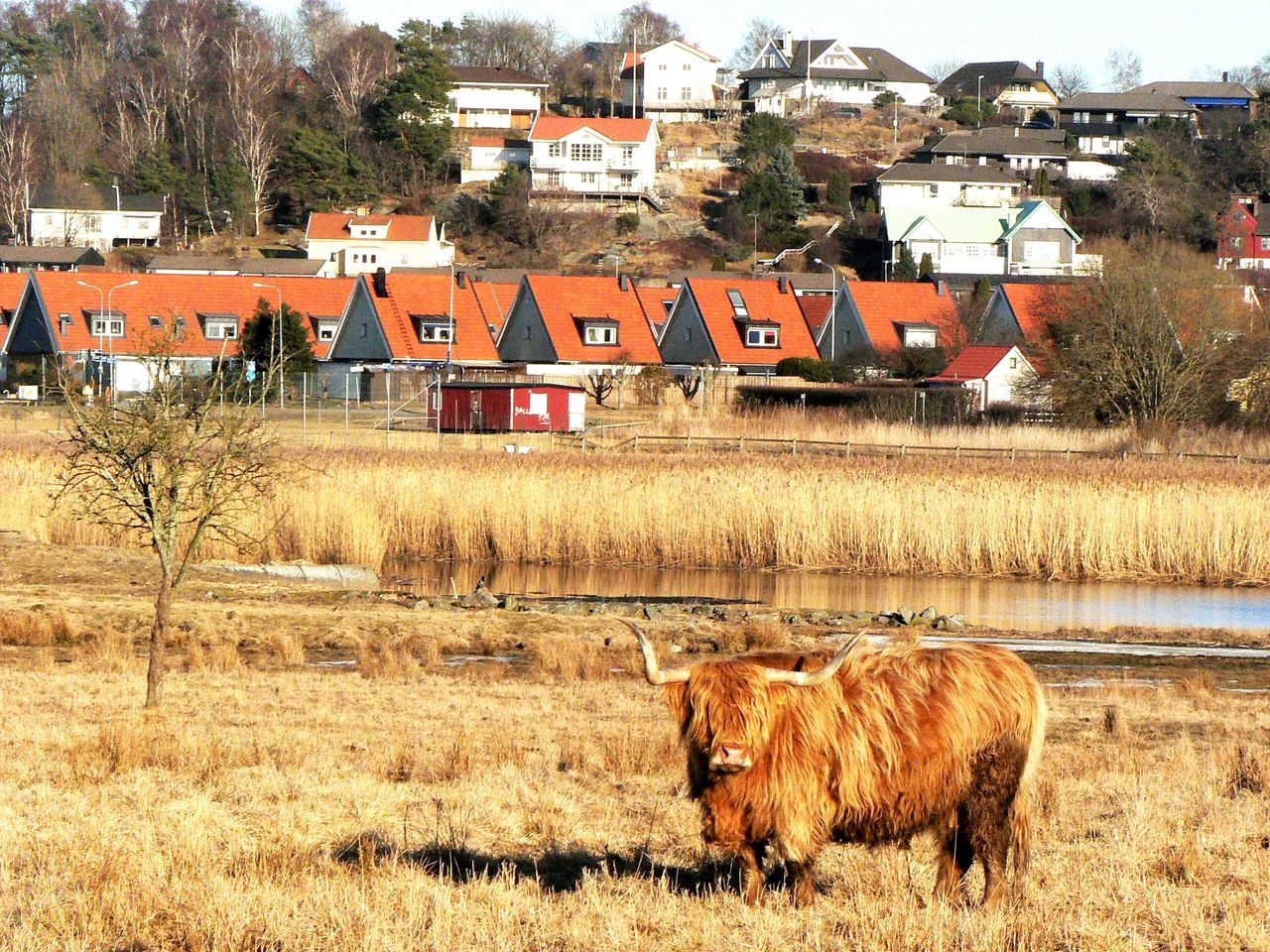 animal themes, building exterior, built structure, architecture, domestic animals, mammal, house, rural scene, field, livestock, residential structure, grass, agriculture, farm, sheep, village, day, landscape, hay, no people