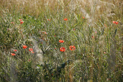 Red poppy flowers on field