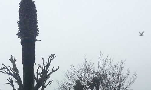 Low angle view of trees against clear sky