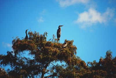 Low angle view of bird perching on tree against sky