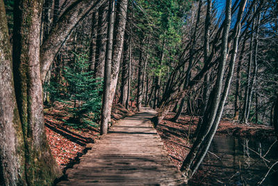 Boardwalk amidst trees in forest