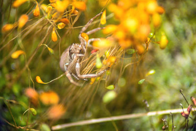 Close-up of insect on flower