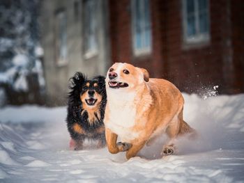 Dog in snow