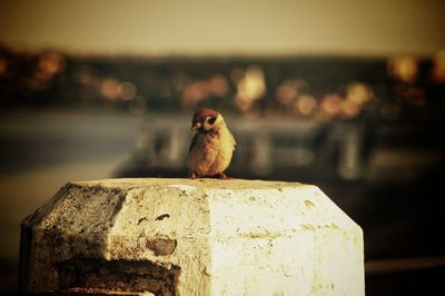 Close-up of bird perching on wood against blurred background