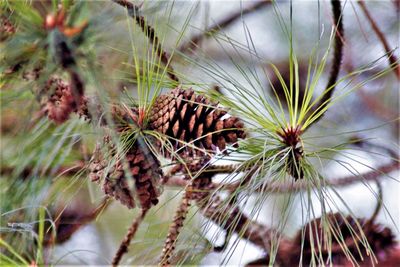 Close-up of pine cone