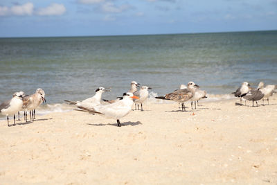 Royal tern thalasseus maximus amid a flock of laughing gulls leucophaeus atricilla on naples beach 