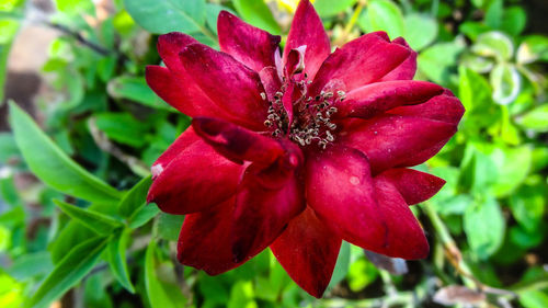 Close-up of red flower blooming outdoors