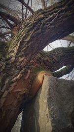 Close-up of tree trunk