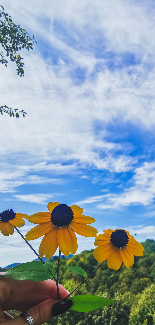 CLOSE-UP OF YELLOW FLOWERING PLANT ON FIELD