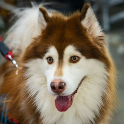 Close-up portrait of a dog