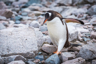 Penguin on stones at beach
