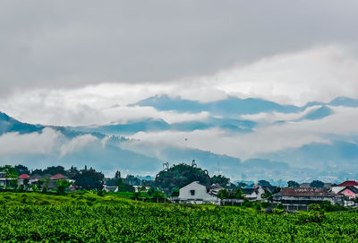 Plants growing on field by buildings against sky