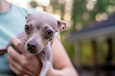 Portrait of a dog