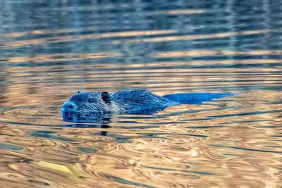 View of animal swimming in sea