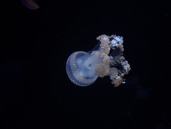 Jellyfish swimming in sea