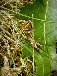 Close-up of insect on leaf