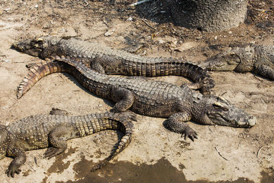 High angle view of lizard on land