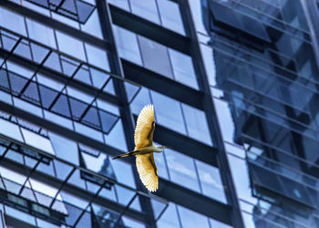 Low angle view of pigeon on glass window