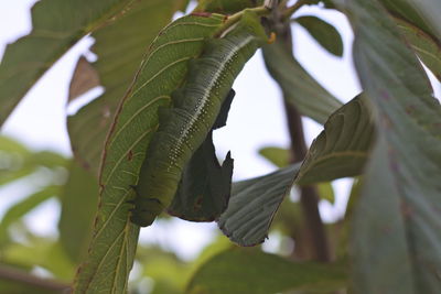 Close-up of leaves on branch