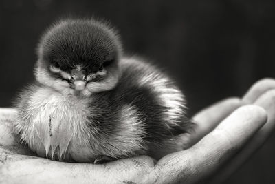 Close-up of owl