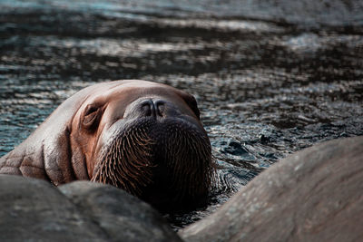 Close-up of animal resting on land