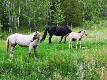 Horses standing in a field