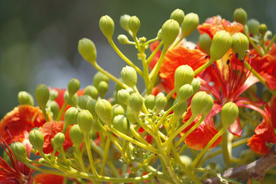 Close-up of red flowering plant