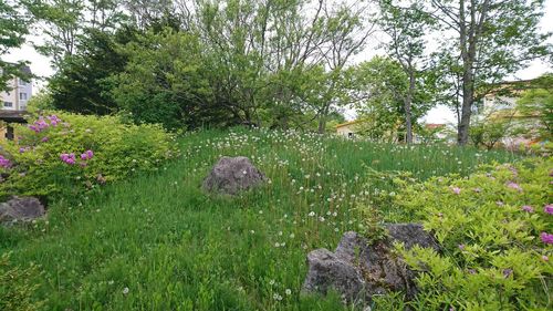 View of trees on landscape