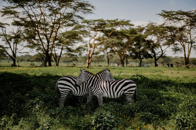 Zebra standing on field
