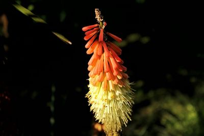 Close-up of butterfly on flower