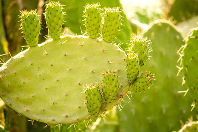 Close-up of prickly pear cactus