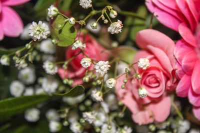 Close-up of pink flowering plant