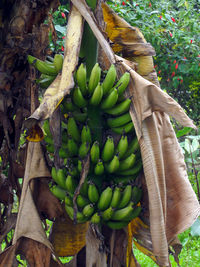 Close-up of fruits hanging on tree