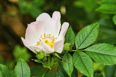 Close-up of flowering plant