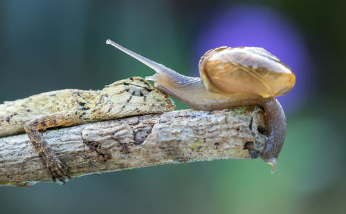 Close-up of snail on tree