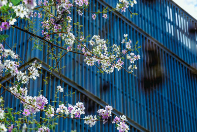 Low angle view of purple flowering plants against building