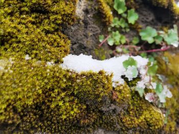 Close-up of moss growing on rock