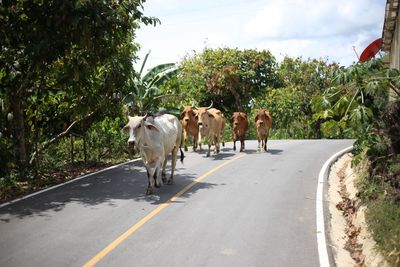 View of cows on road