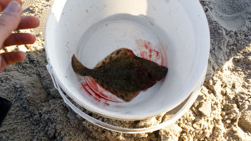 High angle view of plaice in bucket over sand