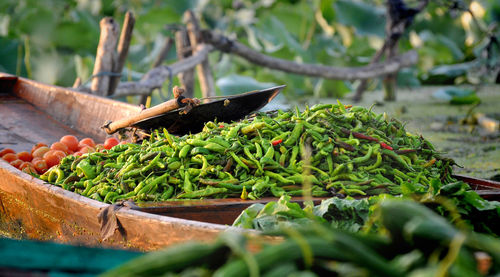 Close-up of food on plant