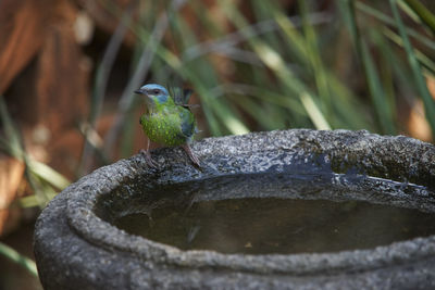 Close-up of bird perching on rock