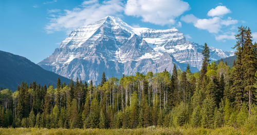 Panoramic view of pine trees on snowcapped mountains against sky