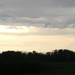 Silhouette of trees at sunset