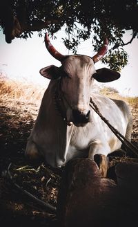 Portrait of cow on field