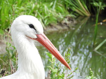 Close-up of a bird on field