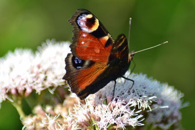 Close-up of butterfly pollinating on flower