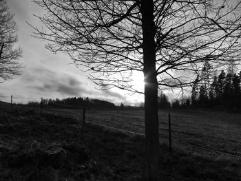 Bare trees on field