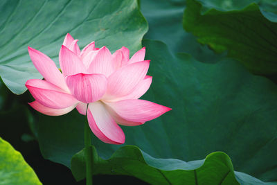 Close-up of pink water lily in lake